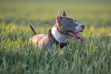 A beautiful purebred American Pit Bull Terrier plays in a spring field.