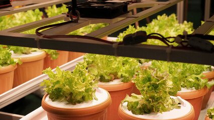 Smart vertical farm. Modern vertical farm with fresh lettuce and greens growing under LED lights....