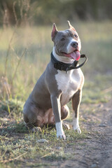 A beautiful purebred American Pit Bull Terrier plays in a spring field.