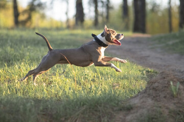 A beautiful purebred American Pit Bull Terrier plays in a spring field.