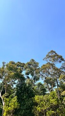 pine trees in the mountains