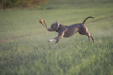 A beautiful purebred American Pit Bull Terrier plays in a spring field.