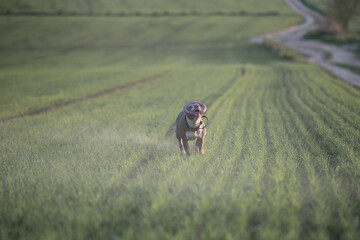 A beautiful purebred American Pit Bull Terrier plays in a spring field.