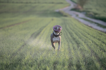 A beautiful purebred American Pit Bull Terrier plays in a spring field.