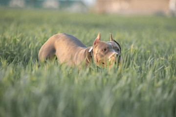 A beautiful purebred American Pit Bull Terrier plays in a spring field.