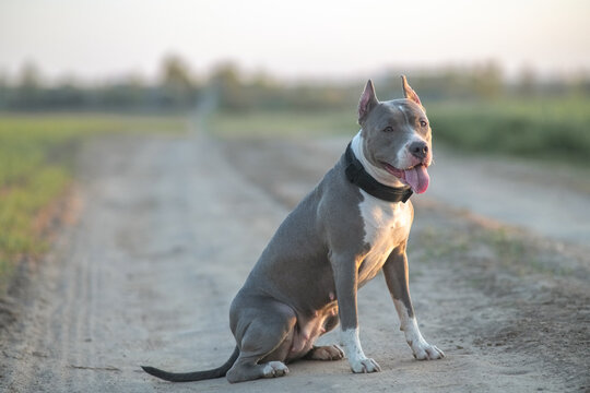 A beautiful purebred American Pit Bull Terrier plays in a spring field. - Powered by Adobe