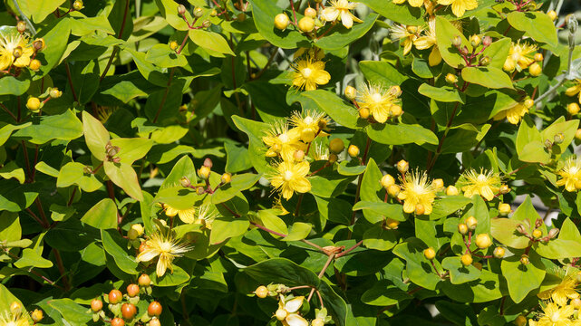 Tall tutsan shrub (Hypericum inodorum). Clumps of slender stems bearing fresh green oval leaves and developing flowers in corymbs with yellow petals around long stamens and fleshy red fruits