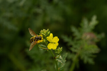 A striped fly on a yellow flower in a meadow. Dark green background. Macro photography. Copyspace