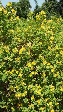  (Hypericum inodorum)Tall tutsan shrub noted for its beautiful green foliage, showy golden-yellow flowers and decorative berries on upright stems swaying slightly in the wind
