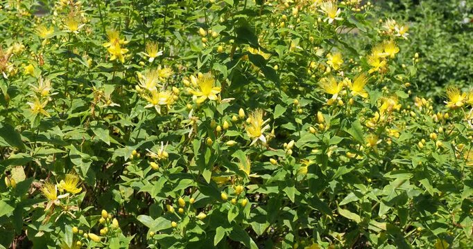 Hypericum inodorum | Tall tutsan - Tall st john - Sweet amber. Shrub with abundant flowers with yellow cup-shaped petals surrounding long stamens in beautiful fresh green foliage
