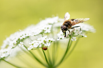 Nahaufnahme einer Schwebfliege auf einer weißen Doldenblüte mit einer kleinen roten Marienkäferlarve und verschwommenem grün-gelbem Hintergrund