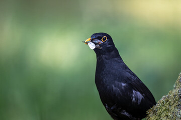 Amsel mit Beute im Schnabel, auf einem bemoosten Ast sitzend, vor unscharfem grünem Hintergrund