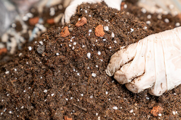 Hand in glove holding organic potting soil with perlite and clay, gardening mix for indoor plants, horticulture or agriculture background. rich substrate for healthy root growth