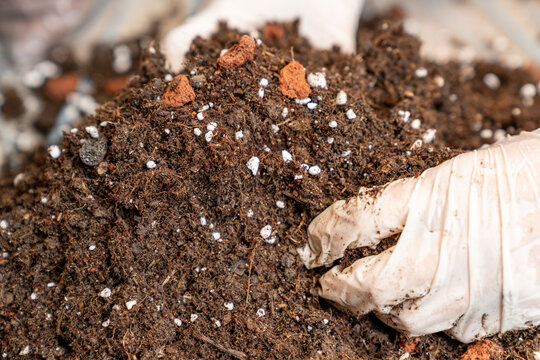 Hand in glove holding organic potting soil with perlite and clay, gardening mix for indoor plants, horticulture or agriculture background. rich substrate for healthy root growth