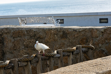 Scenic views of Tangier's seafront and old medina walls on a sunny day, showing a mix of coastal charm, public spaces, and historic Moroccan architecture