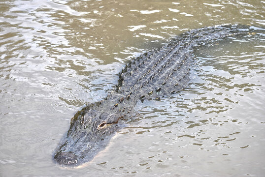 American alligator swimming in Florida