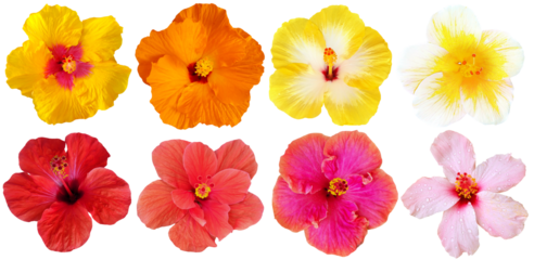 Collection of hibiscus flowers isolated on transparent background, for tropical flowers, relaxation, spa design and background