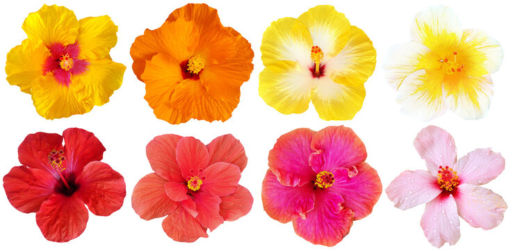 Collection of hibiscus flowers isolated on transparent background, for tropical flowers, relaxation, spa design and background