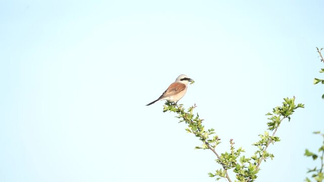 ptak dzieżba gąsiorek z pasikonikiem (Lanius collurio)