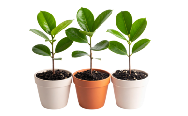 Three Young Banyan Sapling Growing in Small Pot, isolated on transparent background