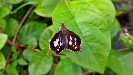 Macro of a Grass Demon butterfly on a bright green leaf, displaying its distinct wing patterns amid lush foliage capturing its natural resting pose in a tropical Indonesian setting