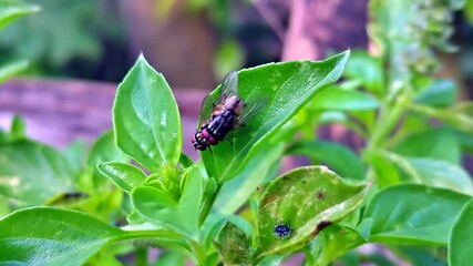 Macro shot of mating Flesh Flies on green basil leaves, sharply focused to highlight their form and...