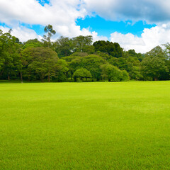 Bright green lawn in tropical park
