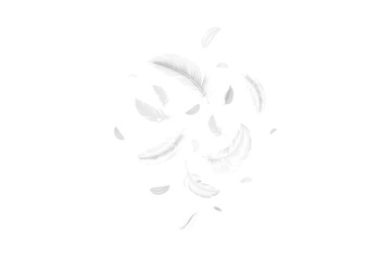 Elegant white feathers floating against a deep black background in abstract composition