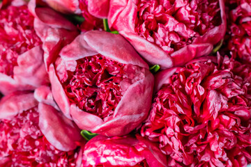 Background of bright red purple peonies.