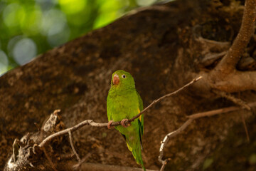 Parakeet walking lightly on a tree branch.