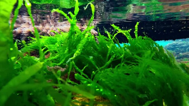 Underwater view of algae thickets on stones near the shore in the Black Sea, red and green algae (Porphyra, Enteromorpha, Ceramium)
