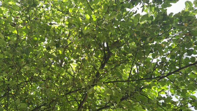 apple tree with dense foliage in summer