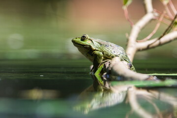 Pelophylax ridibundus aka European marsh frog in the pond.