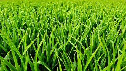 Obraz premium Lush Green Grass Blades in a Field Creative background image