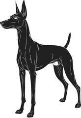 Obraz premium German Pinscher black engraving silhouette showcasing a detailed outline vector of an alert dog standing in a poised position, perfectly illustrating its elegant form