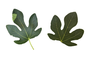 Fig tree leaf with patches of sun, cultivated garden Mediterranean fruit plant, isolated object cut out with clipping path, soft selective focus