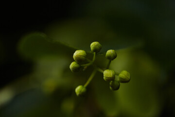 Green Linden Buds: Unfolding Spring's Promise.
