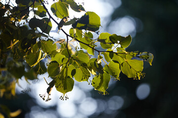 Golden Linden Leaves Bathed in Sunlight.