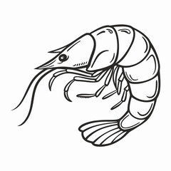Fototapeta premium Line Art Shrimp Drawing, Seafood Illustration, Black and White Shrimp Graphic