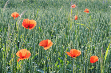 Poppies in a wheat field on a sunny summer day.