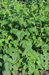 Young green raspberry shoots, closeup of photo