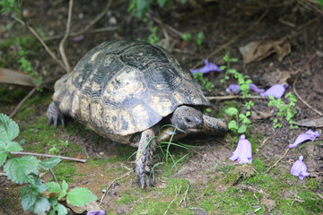 Testudo hermanni aka Hermann's tortoise in the grass