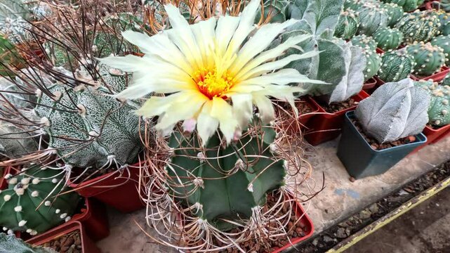 Blooming cactus Astrophytum sp. in the collection of succulent plants in the greenhouse of the garden, Odessa