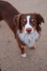 Brown and white dog with blue eyes stands on a sandy surface