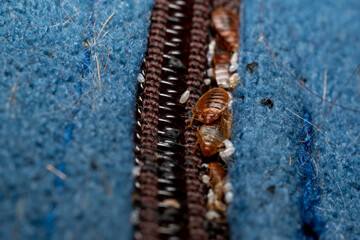 Cimex lectularius - bedbugs in a Matress seam