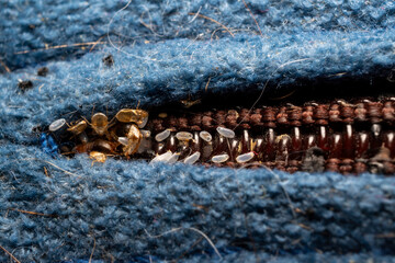 Cimex lectularius - bedbugs in a Matress seam
