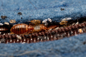 Cimex lectularius - bedbugs in a Matress seam