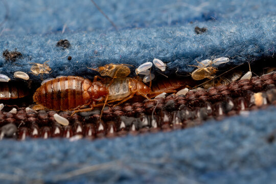 Cimex lectularius - bedbugs in a Matress seam