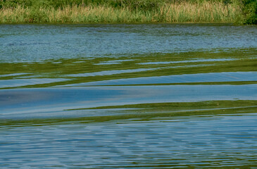 green grass and water