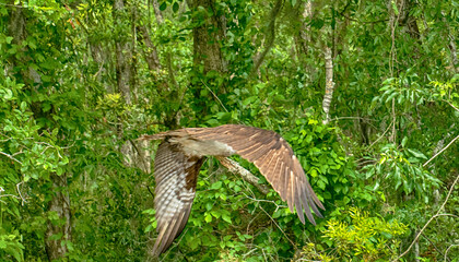 bird of prey